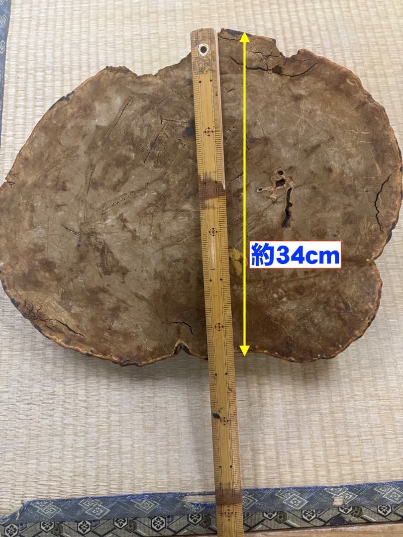 天然採取　猿の腰掛け（サルノコシカケ)　特大貴重品