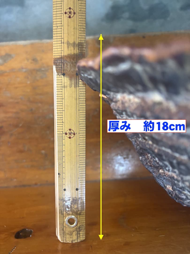 天然採取　猿の腰掛け（サルノコシカケ)　特大貴重品