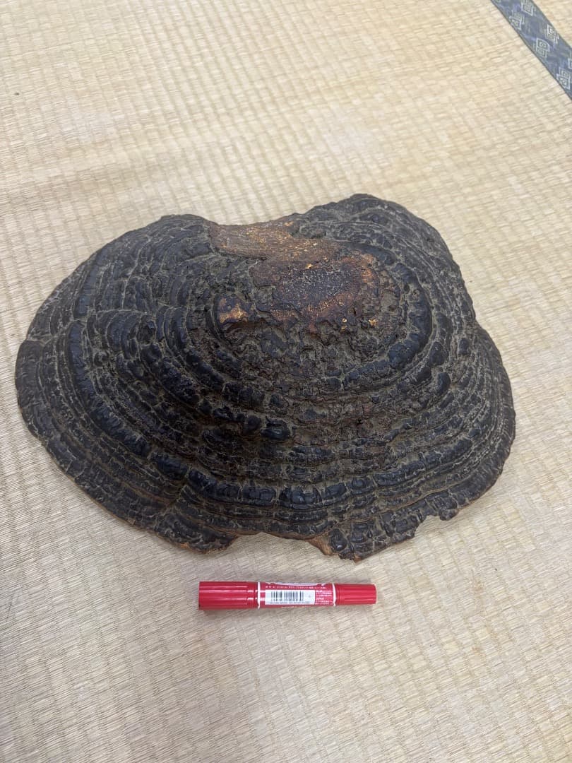 天然採取　猿の腰掛け（サルノコシカケ)　特大貴重品
