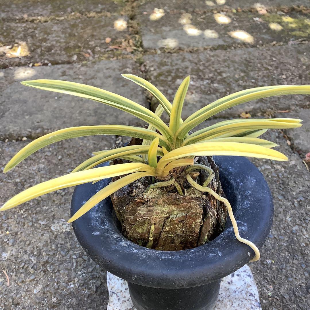 井上誠　富貴蘭　（風蘭) 満月