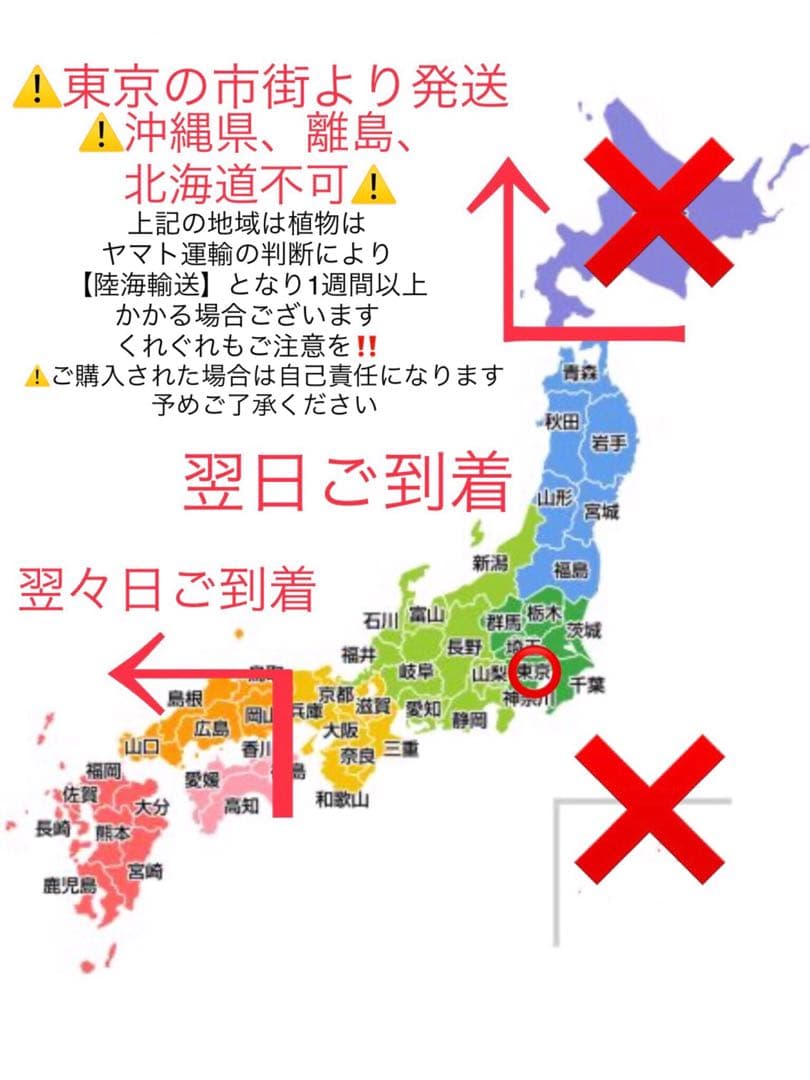 希少＊天然野生【ミヤマラッキョウ＊深山辣韮】大株＊抜き苗＊宅急便