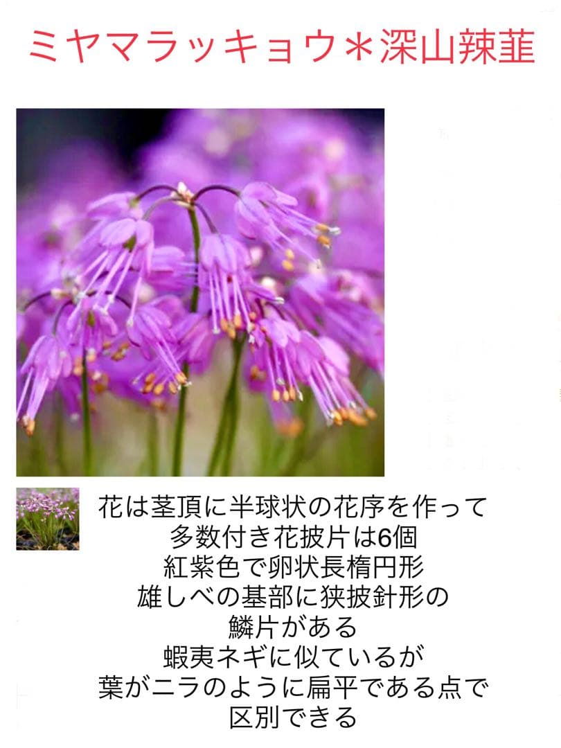 希少＊天然野生【ミヤマラッキョウ＊深山辣韮】大株＊抜き苗＊宅急便