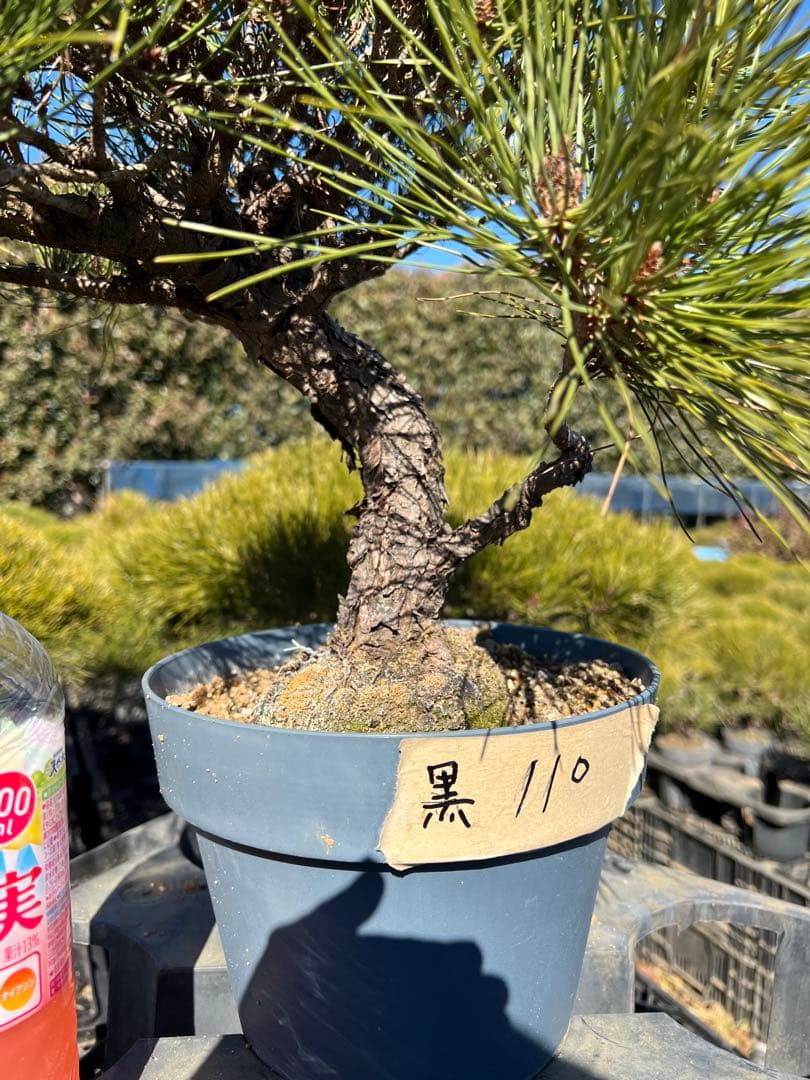 黒松盆栽　中品　樹齢約35年　110