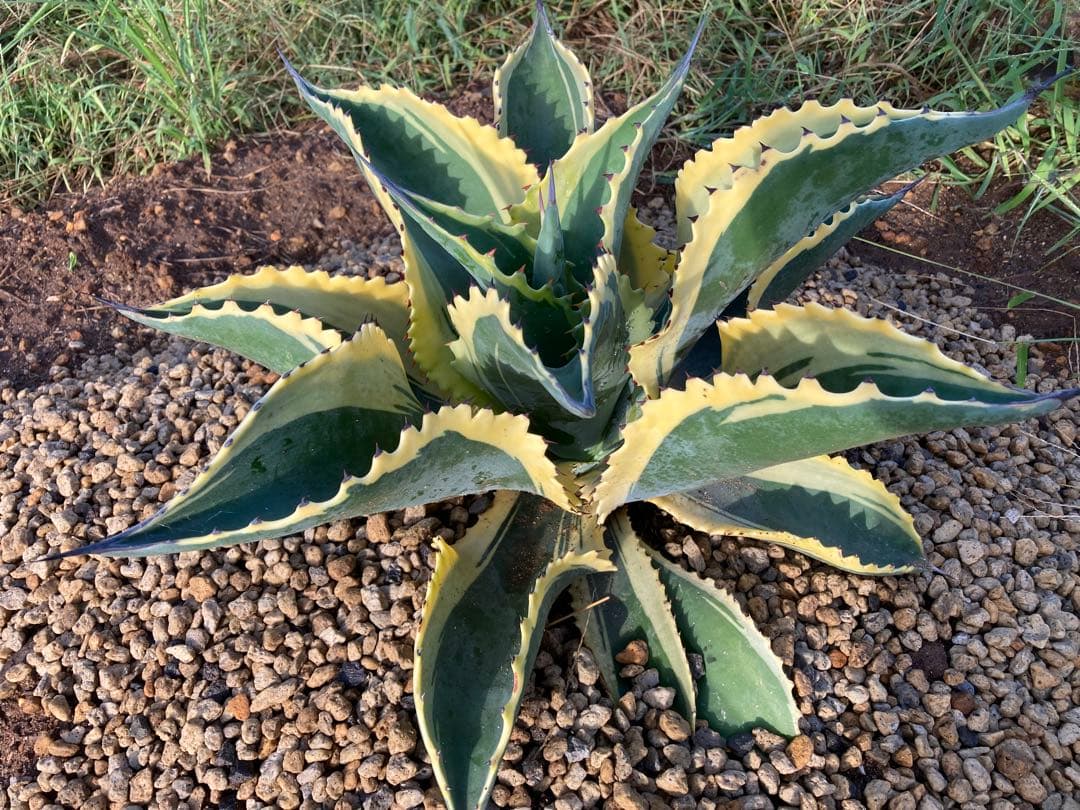 r*p様 リプルエフェクト　100%本物保証