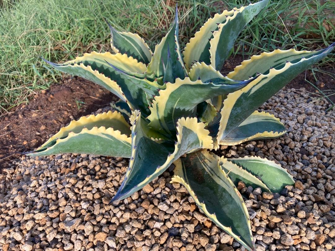 r*p様 リプルエフェクト　100%本物保証