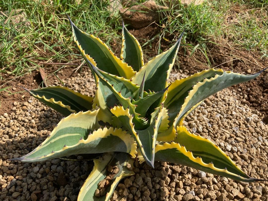 r*p様 リプルエフェクト　100%本物保証