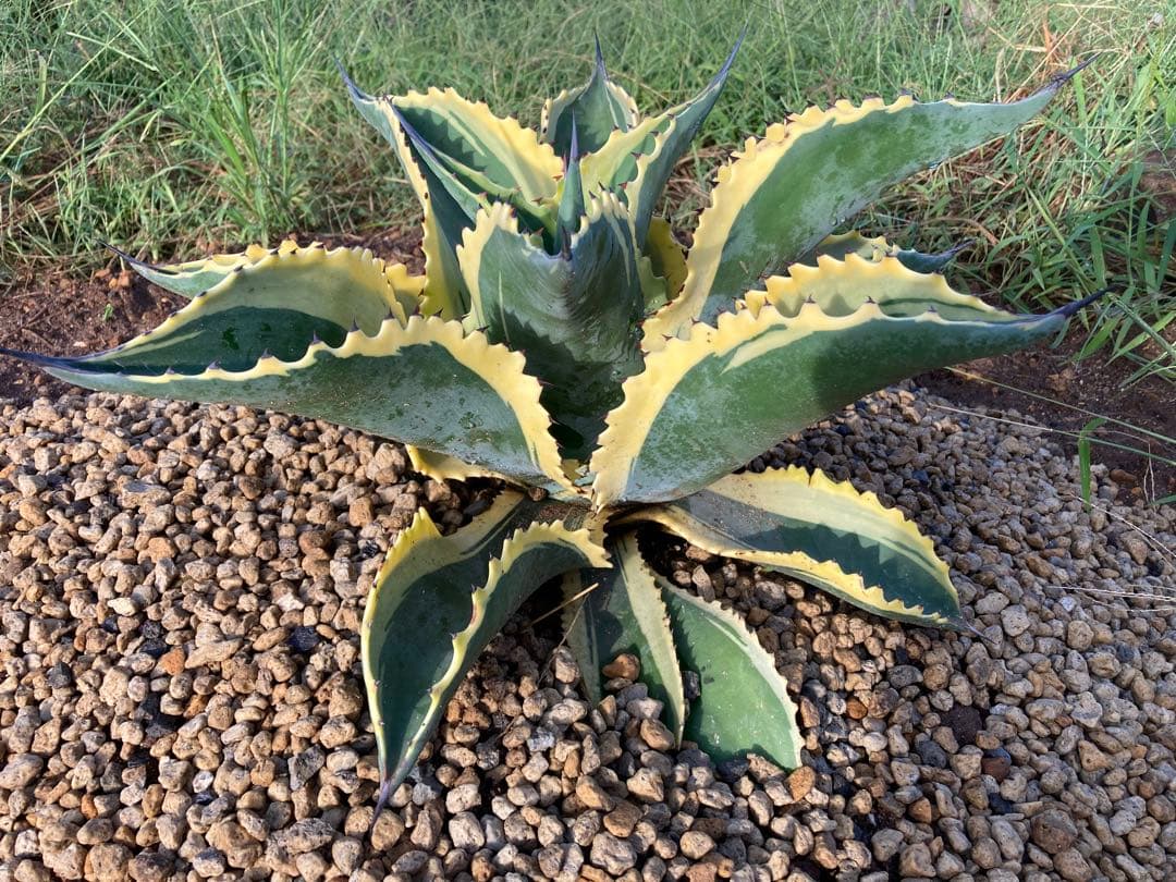 r*p様 リプルエフェクト　100%本物保証