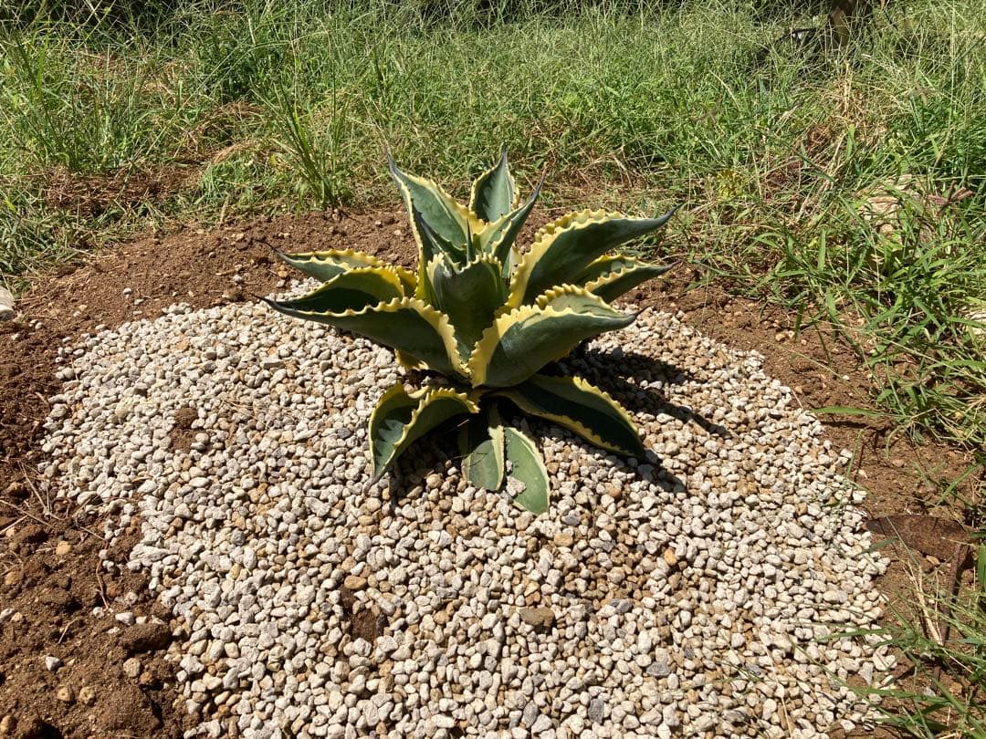 r*p様 リプルエフェクト　100%本物保証