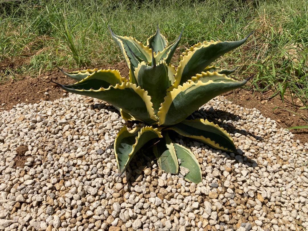 r*p様 リプルエフェクト　100%本物保証