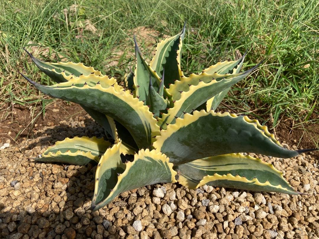 r*p様 リプルエフェクト　100%本物保証