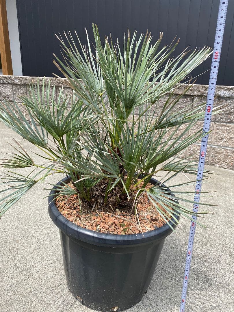 チャメロプス　セリフェラ　多頭　大株