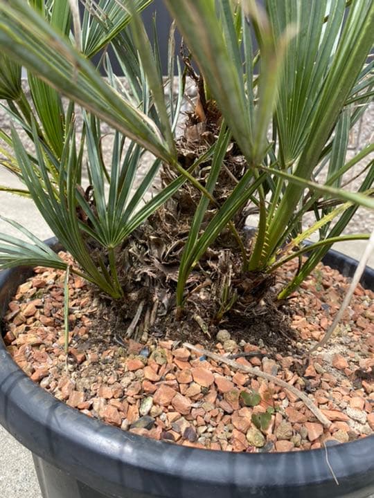 チャメロプス　セリフェラ　多頭　大株