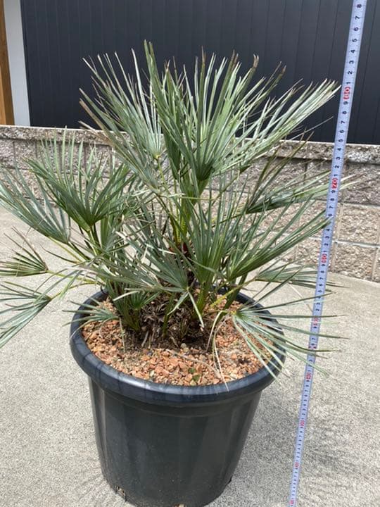 チャメロプス　セリフェラ　多頭　大株