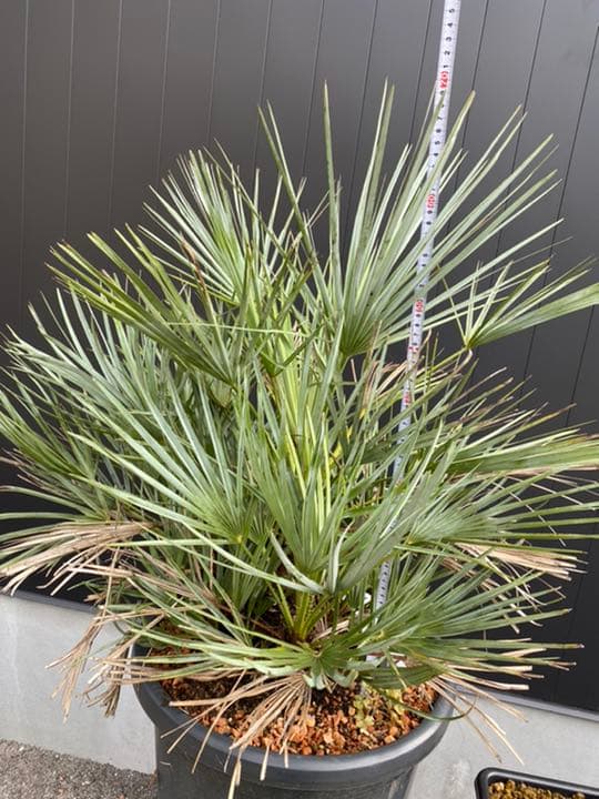 チャメロプス　セリフェラ　多頭　大株