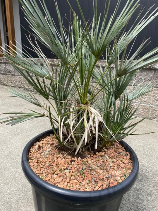 チャメロプス　セリフェラ　多頭　大株