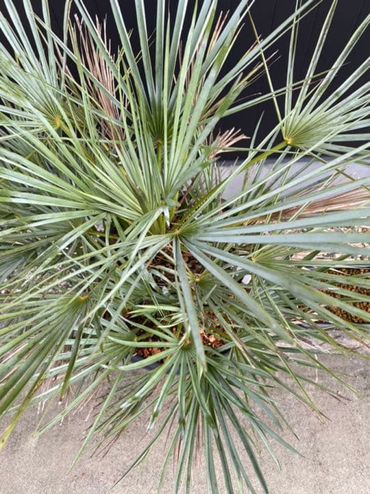 チャメロプス　セリフェラ　多頭　大株