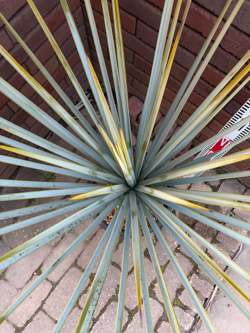 早いもの勝ち　ユッカ　リギダ　い