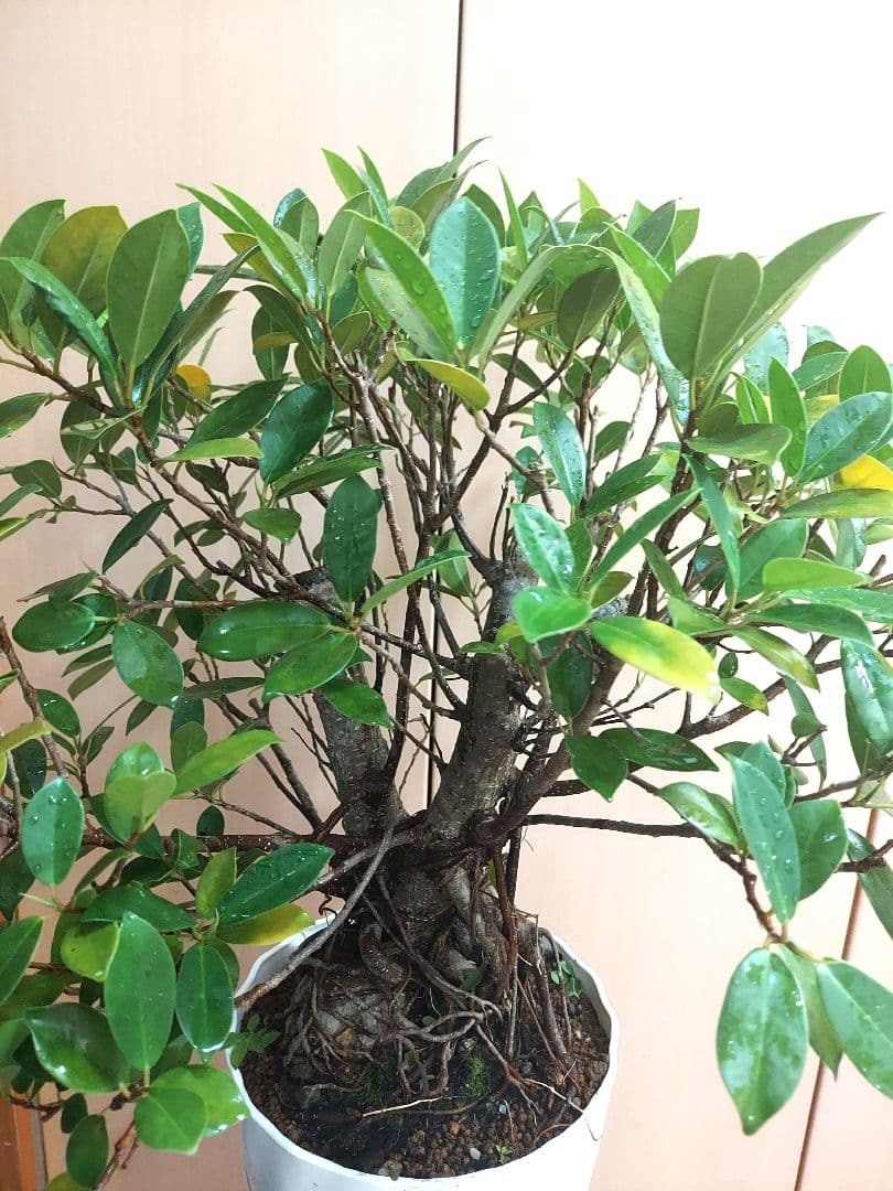 がじゅまる　No5