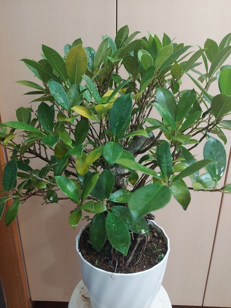 がじゅまる　No5