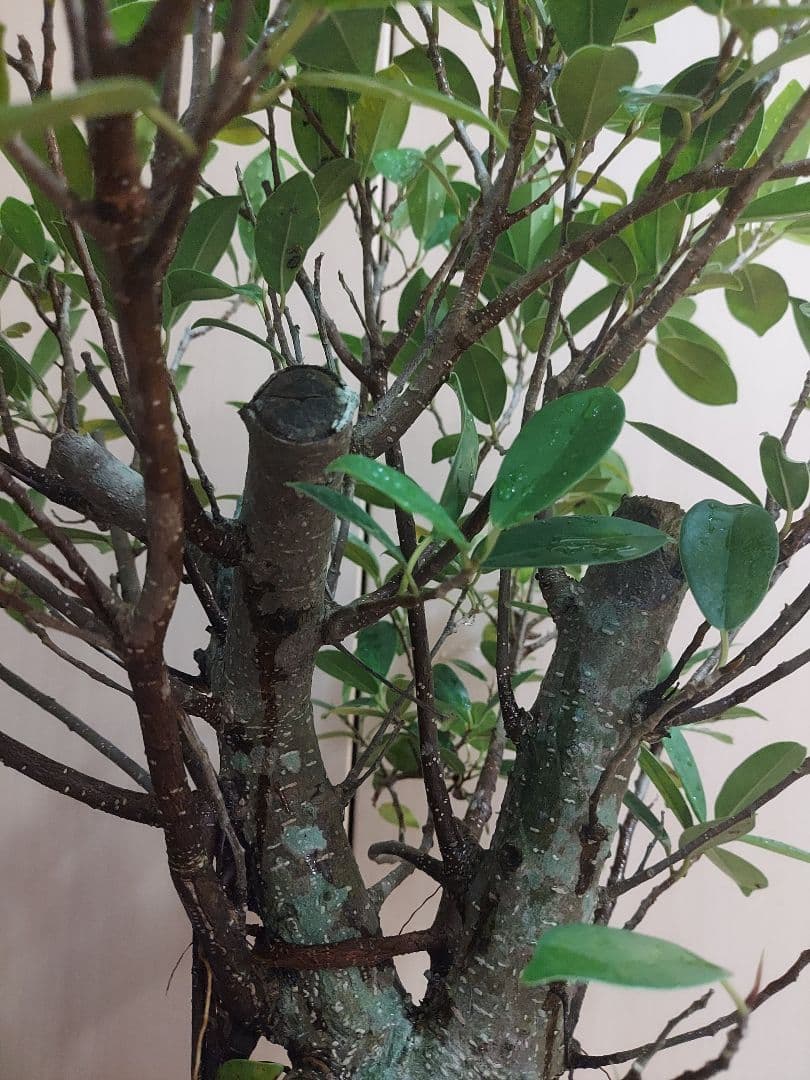 がじゅまる　No5