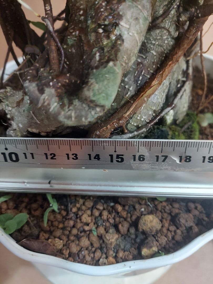 がじゅまる　No5