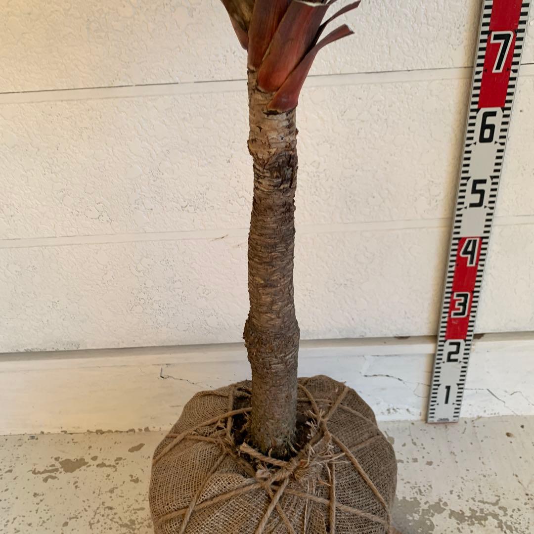 コルジリネ 赤ドラセナ　約140cm 幹長　レッドスター　48