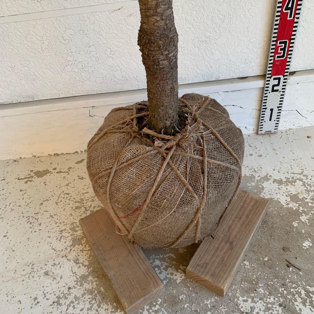 コルジリネ 赤ドラセナ　約140cm 幹長　レッドスター　48