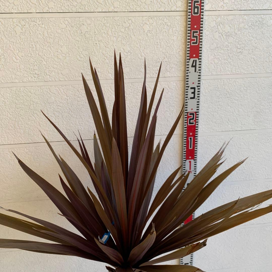 コルジリネ 赤ドラセナ　約140cm 幹長　レッドスター　48