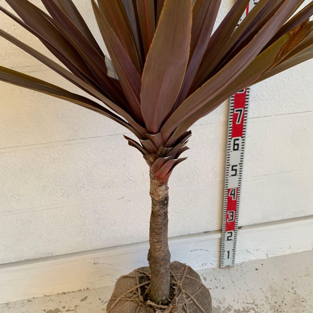 コルジリネ 赤ドラセナ　約140cm 幹長　レッドスター　48