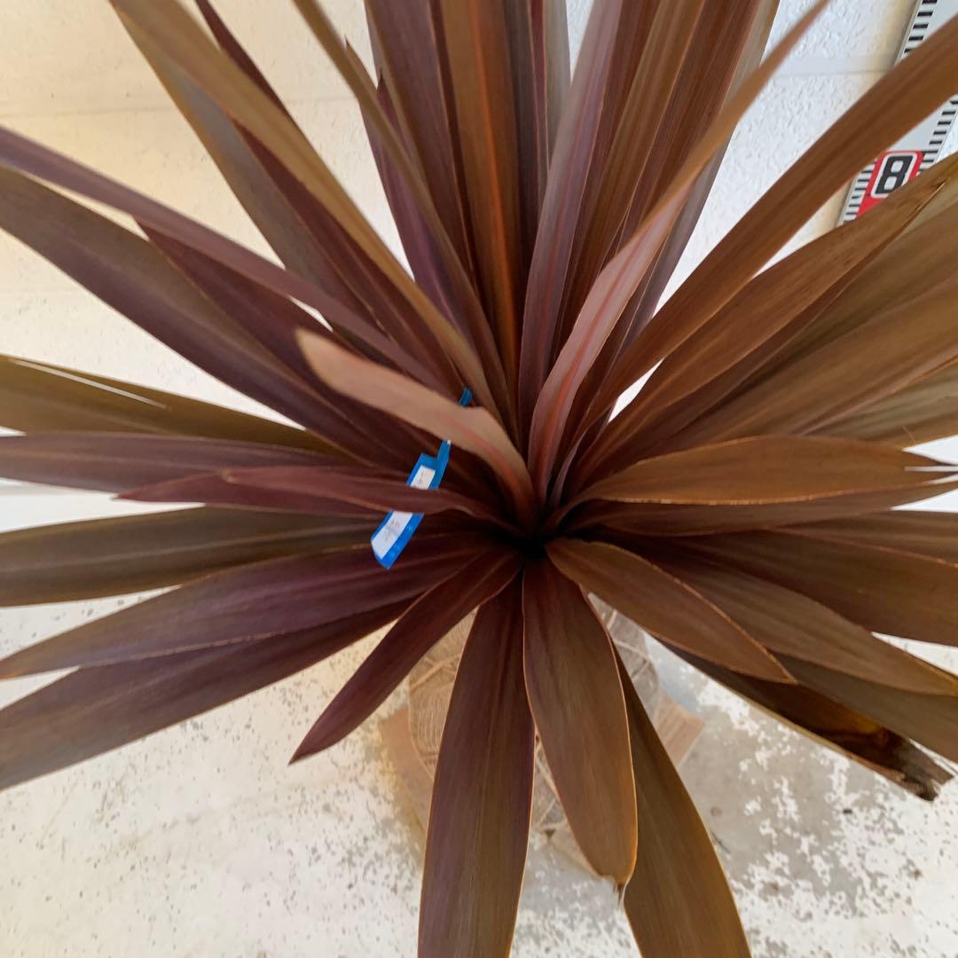 コルジリネ 赤ドラセナ　約140cm 幹長　レッドスター　48