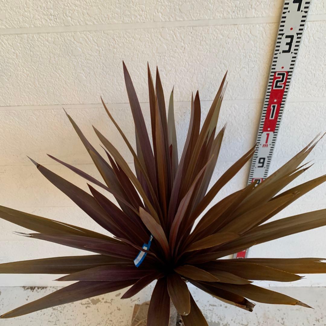 コルジリネ 赤ドラセナ　約140cm 幹長　レッドスター　48