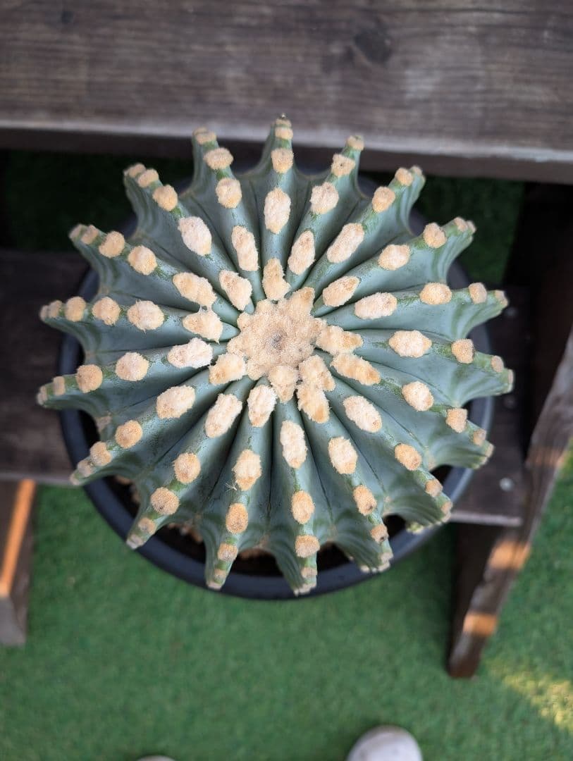 【Omc Labo】極上4　フェロカクタス刺無王冠竜　希少 サボテン