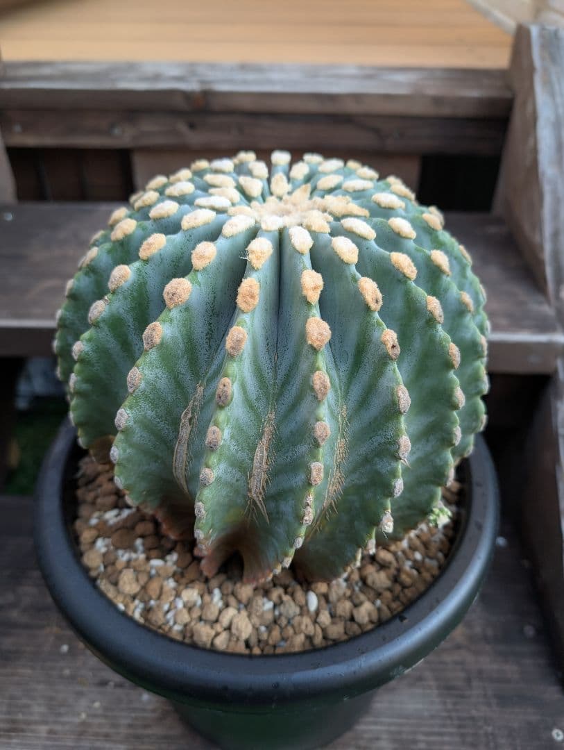 【Omc Labo】極上4　フェロカクタス刺無王冠竜　希少 サボテン