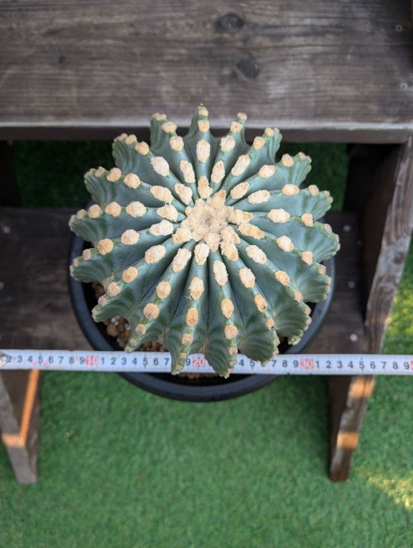 【Omc Labo】極上4　フェロカクタス刺無王冠竜　希少 サボテン