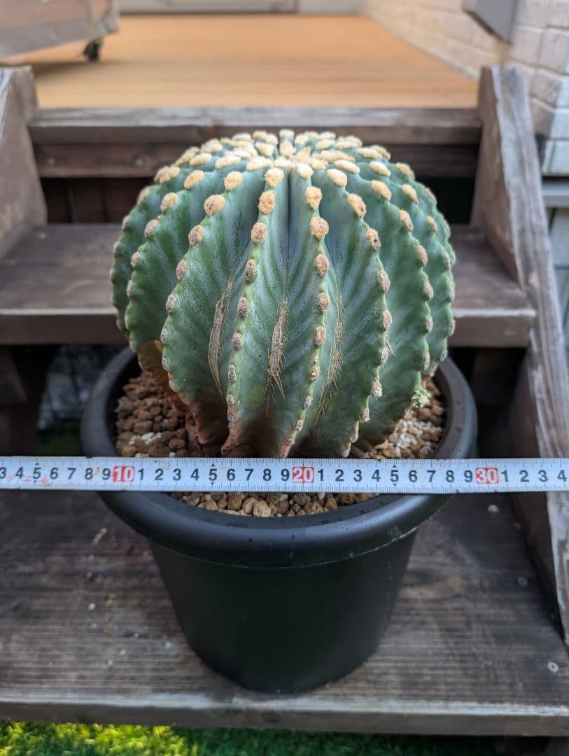 【Omc Labo】極上4　フェロカクタス刺無王冠竜　希少 サボテン