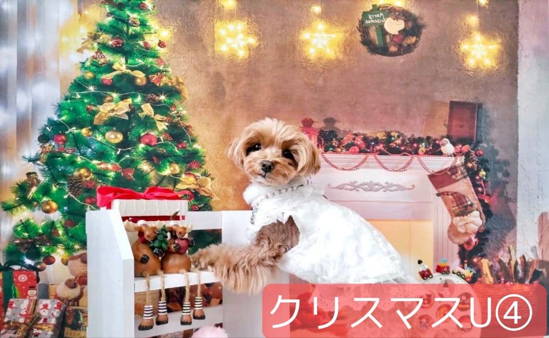 背景布【　お正月E　】サンプル　年賀状、ペット、子供撮影用　和柄　赤富士　梅の花