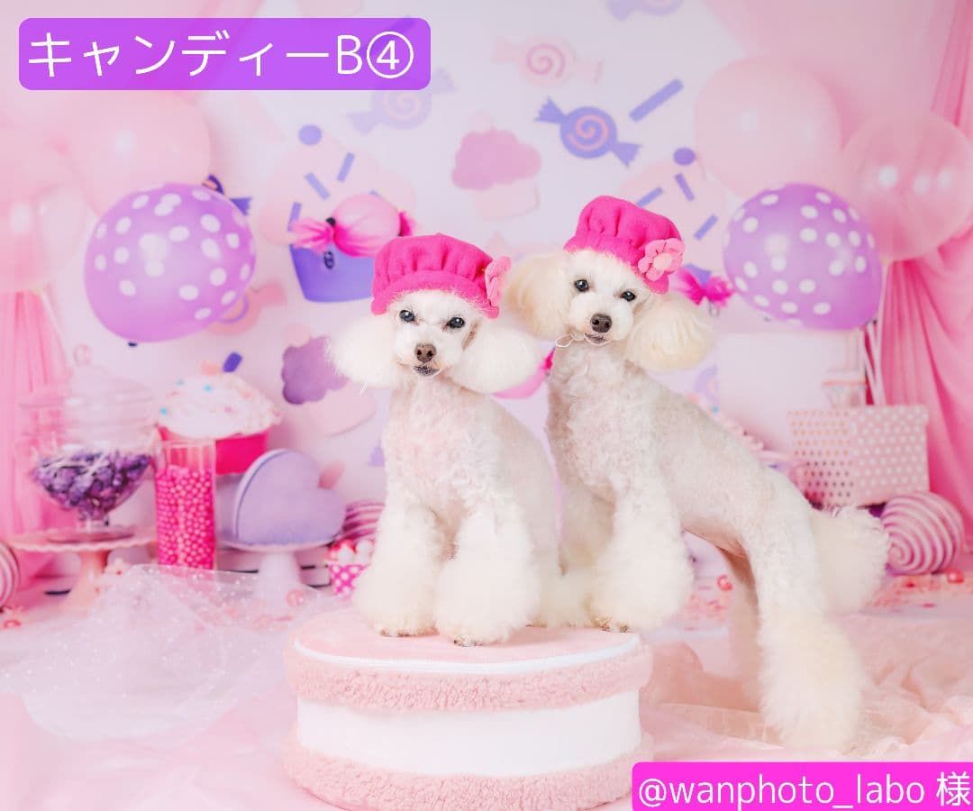 背景布【　お正月E　】サンプル　年賀状、ペット、子供撮影用　和柄　赤富士　梅の花