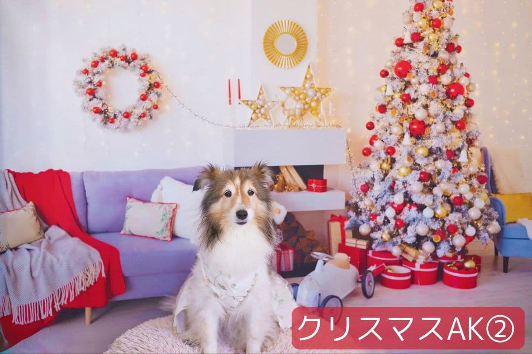 背景布【　お正月E　】サンプル　年賀状、ペット、子供撮影用　和柄　赤富士　梅の花