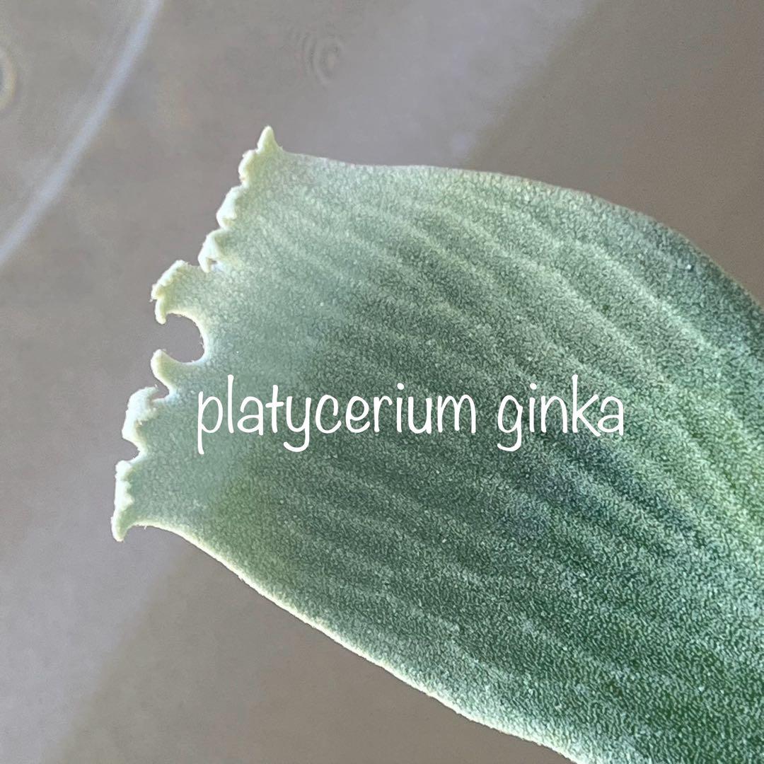 OC子株 platycerium ginka pup 銀華ギンカ54ビカクシダ