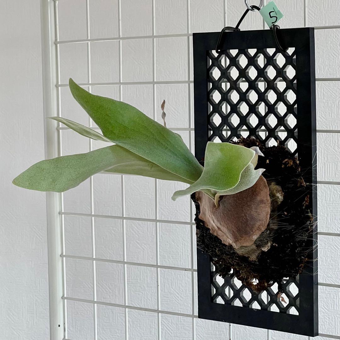 OC子株 platycerium ginka pup 銀華ギンカ54ビカクシダ