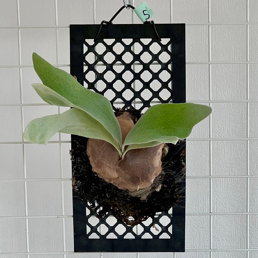 OC子株 platycerium ginka pup 銀華ギンカ54ビカクシダ