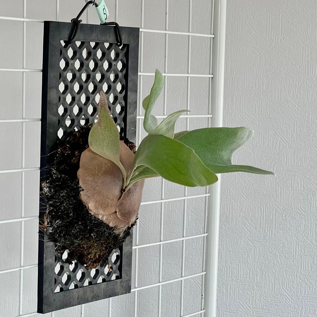 OC子株 platycerium ginka pup 銀華ギンカ54ビカクシダ