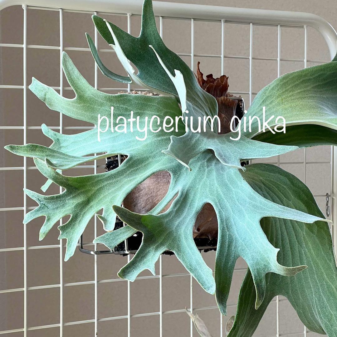 OC子株 platycerium ginka pup 銀華ギンカ54ビカクシダ