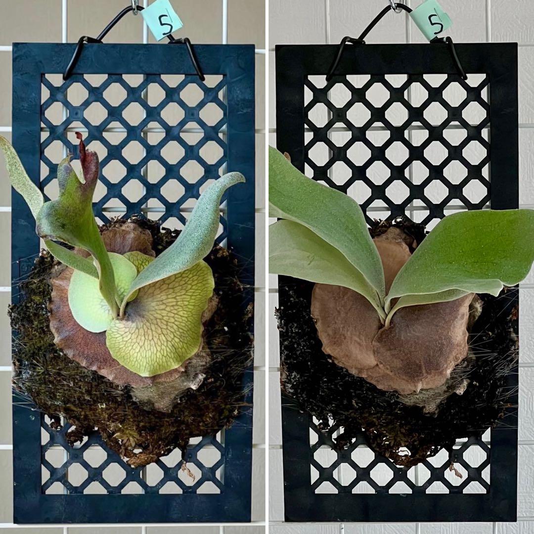 OC子株 platycerium ginka pup 銀華ギンカ54ビカクシダ