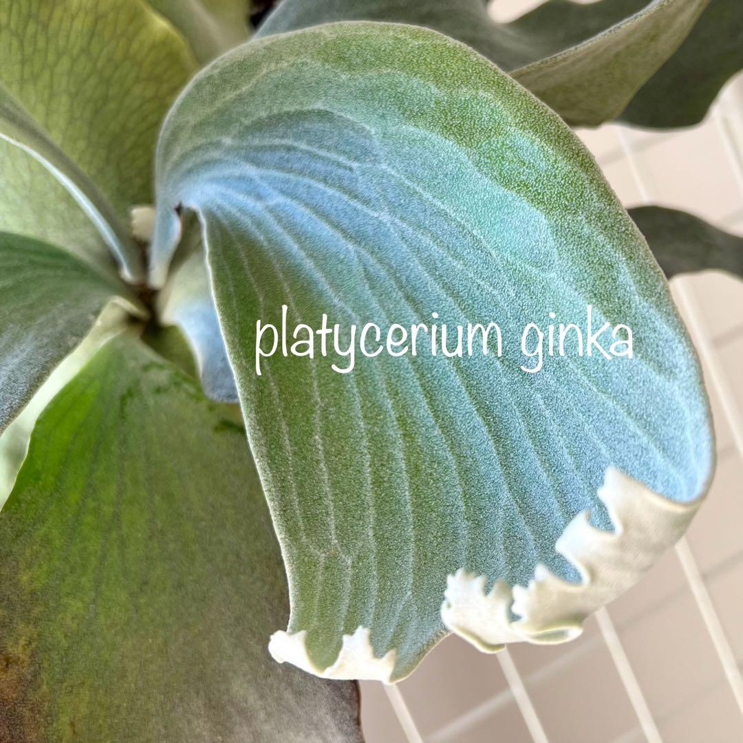 OC子株 platycerium ginka pup 銀華ギンカ54ビカクシダ