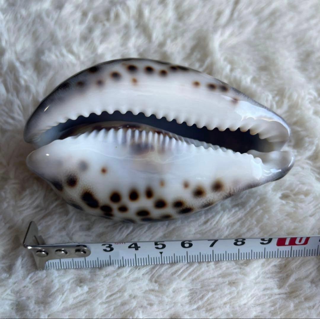 希少！美品！特大沖縄県天然星宝貝（ホシダカラ） - メルカリ