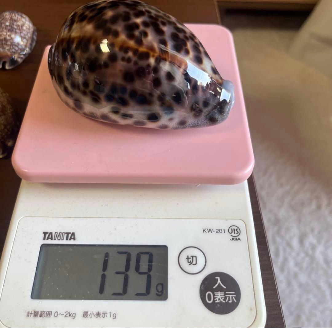 希少！美品！特大沖縄県天然星宝貝（ホシダカラ） - メルカリ