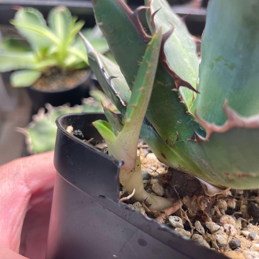 アガベ ハイブリッド キシロナカンサ×チタノタ 台湾輸入株 希少子株