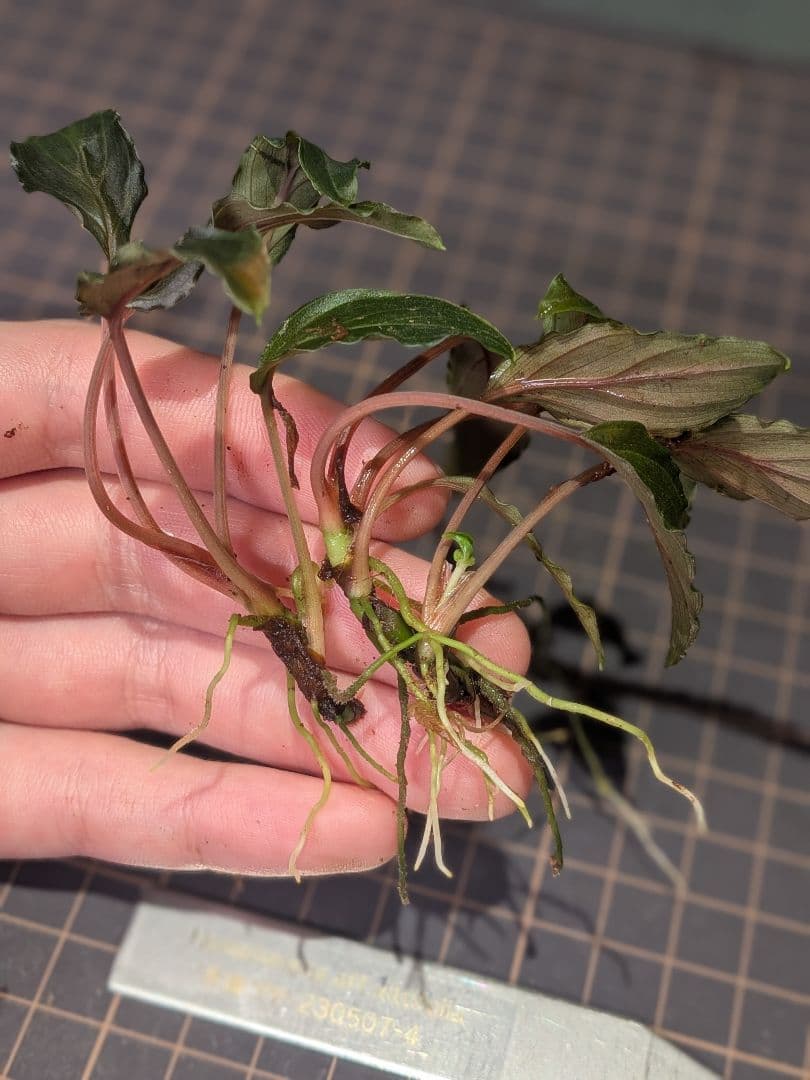 Homalomena aff. vitifolius 赤備 2株 - メルカリ