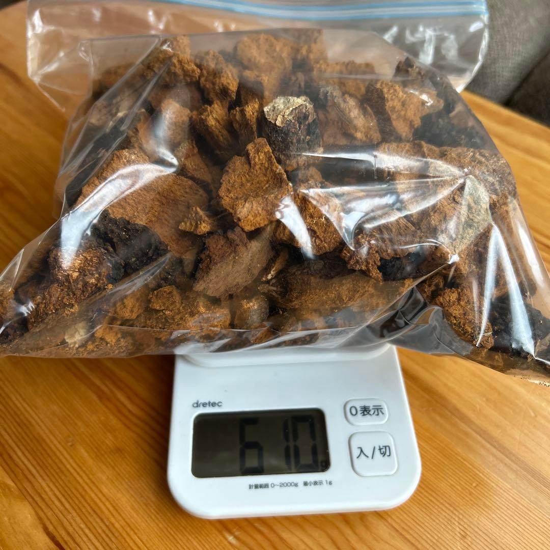 カバノアナタケ（乾燥）北海道・道東産　1.3kg